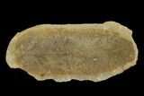 Fossil Fern (Macroneuropteris) Pos/Neg - Mazon Creek #121170-2